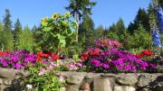 Top Port Angeles