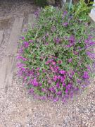 Top Bannockburn Top Bannockburn