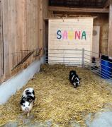 Gruppenunterkunft mit Billardtisch und Lamatrekking