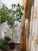 Top Drobeta-Turnu Severin Top Drobeta-Turnu Severin