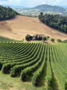 Top Mornico Losana Top Mornico Losana