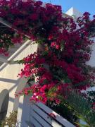 Top Mylopotas Top Mylopotas