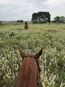 Top Floresville