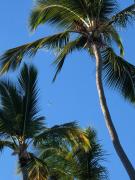 Top Punta Cana