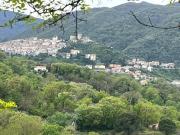 Top Malvito