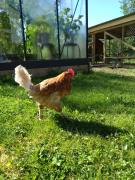 Avavikens Vandrarhem och Konferens