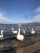 RentRoom Ajan Apartment