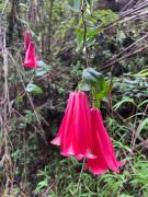 Top Padre Las Casas Top Padre Las Casas