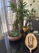 Top Belém