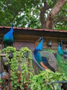 Quinta Pavo Real by AcoModo