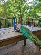 The Tree Cabins Quinta Pavo Real by AcoModo