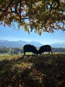 Top Halblech
