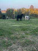 Top Bagnolo San Vito