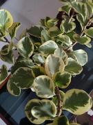 Top Sultan Bathery Top Sultan Bathery