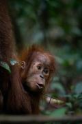 Bukit Lawang Joint Trekking Loge & Transport