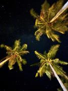 peaceful turtle camp