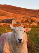 LUXURY POD - Hidden Hills Waterville Farm