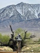 Top Lone Pine