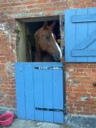 Familienparadies auf dem Reiterhof