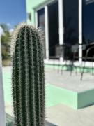 Top El Sargento Top El Sargento