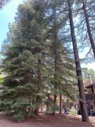 Top Indian Pine