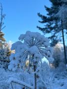 Top Sandared Top Sandared