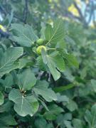 Top Paralía Avlídhos