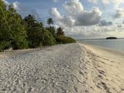 Coconut Palm Dhidhoo
