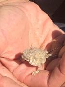 Top Twentynine Palms