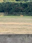 Top Kings Norton Top Kings Norton