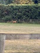 Top Kings Norton Top Kings Norton