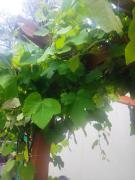 Recanto da Maria Vitoria - Casa 01