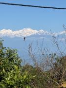 Top Darjeeling