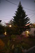 Pinewood Homestay