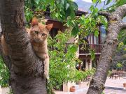 Top Cabezón de Liébana