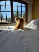 Departamento Pet friendly a Metros del Mall Cenco Temuco, Casino Dreams y Av Alemania