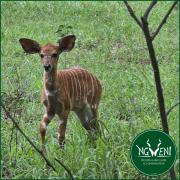 Weltevreden Family Cottage at Ngweni Private Game Farm