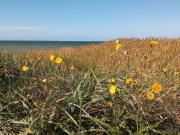 Top Skibby Top Skibby