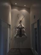 Arctic Fox Rovaniemi