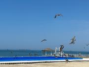 Top Paracas