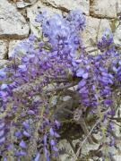 Maison Quercynoise les racines de Lili