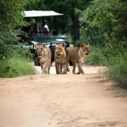 Top Hoedspruit