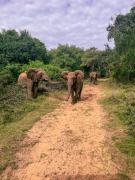 AfriCamps at Bonamanzi Game Reserve