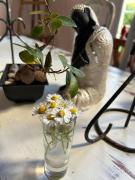 Casa próxima a playas del sur Bosque Peralta Ramos