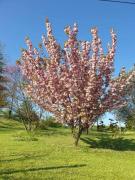 Top Fontanile
