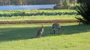 Blaxlands Kangaroo Homestead with Hot Tub walk to Concerts and Wineries