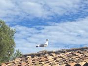 Top Agay - Saint Raphael