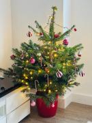 Top Chester Top Chester