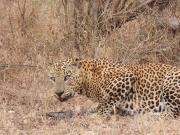 Yala Wild Adventure Camp