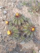 Oasis y canto de pájaros Piedra Colgada Copiapó